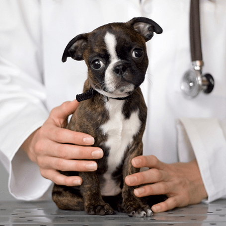 Anesthesia & Patient Monitoring - Animal Hospital of the Sierra